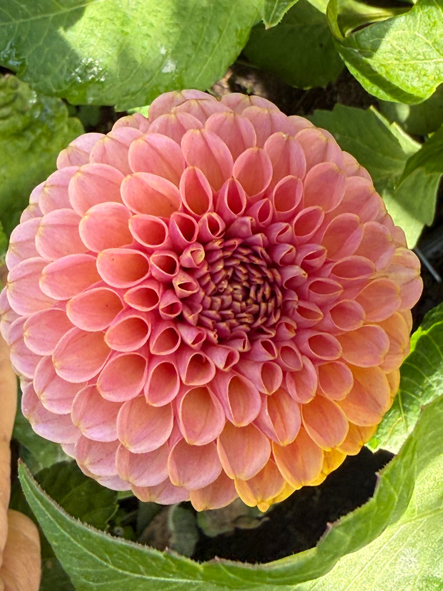 KA's® Boho Rose - 1 Rooted Cutting