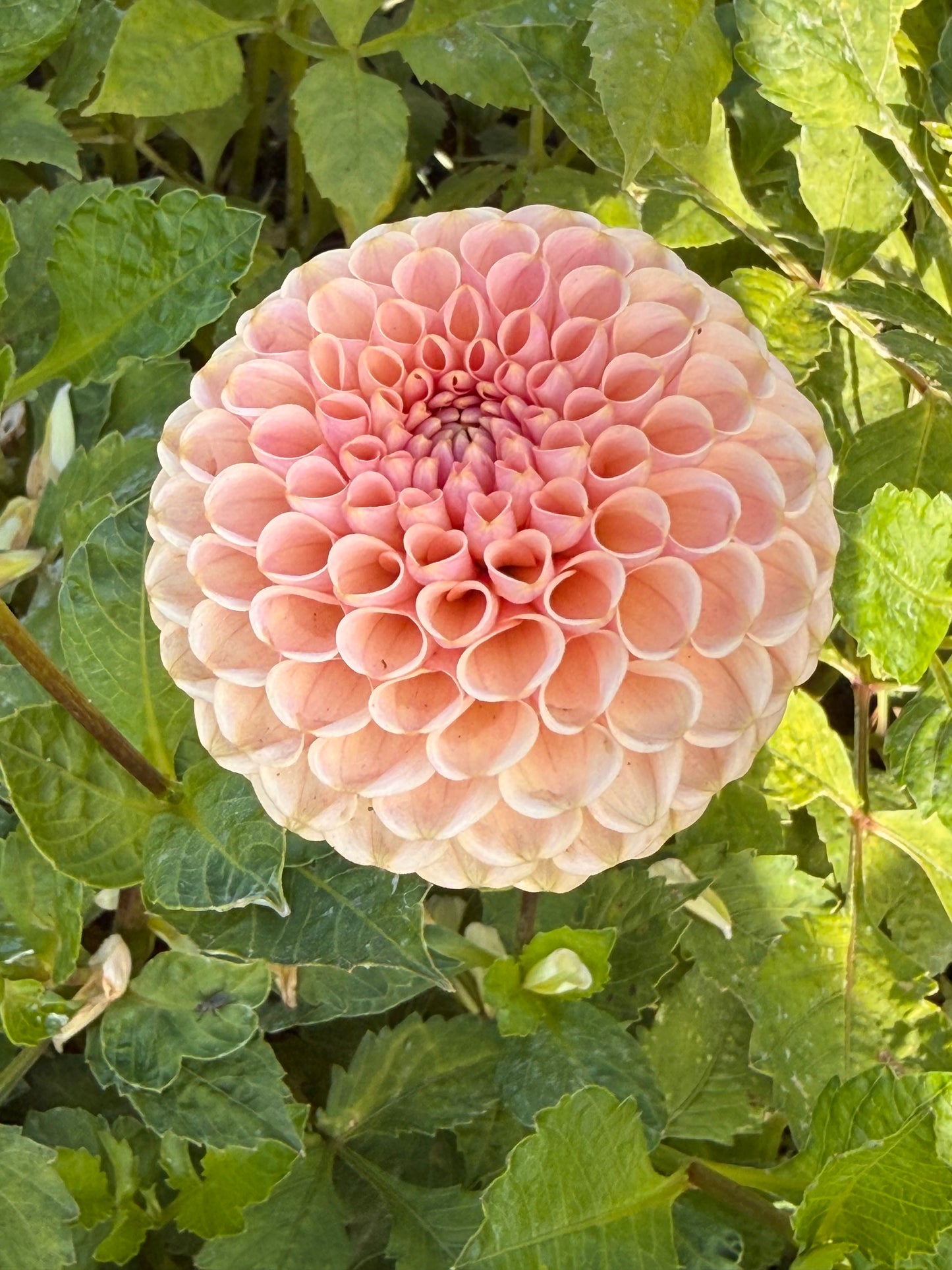 KA's® Honeycomb - 1 Rooted Cutting