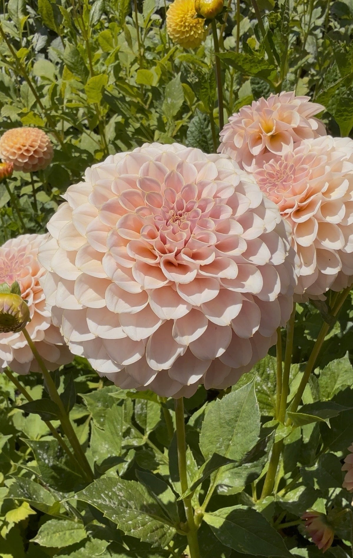 KA's® Cinder Rose - 1 Rooted Cutting