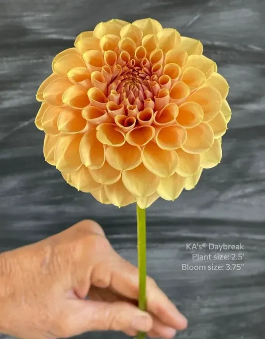 KA's® Daybreak - 1 Rooted Cutting