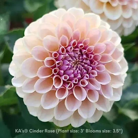 KA's® Cinder Rose - 1 Rooted Cutting