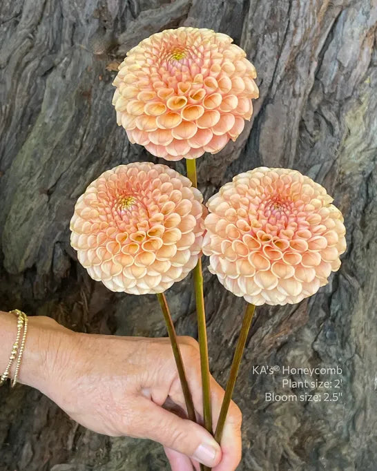 KA's® Honeycomb - 1 Rooted Cutting