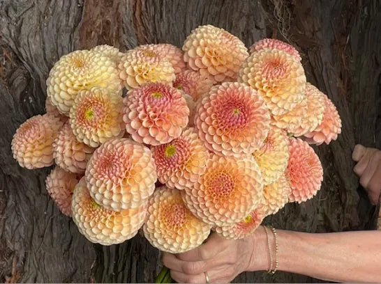 KA's® Honeycomb - 1 Rooted Cutting