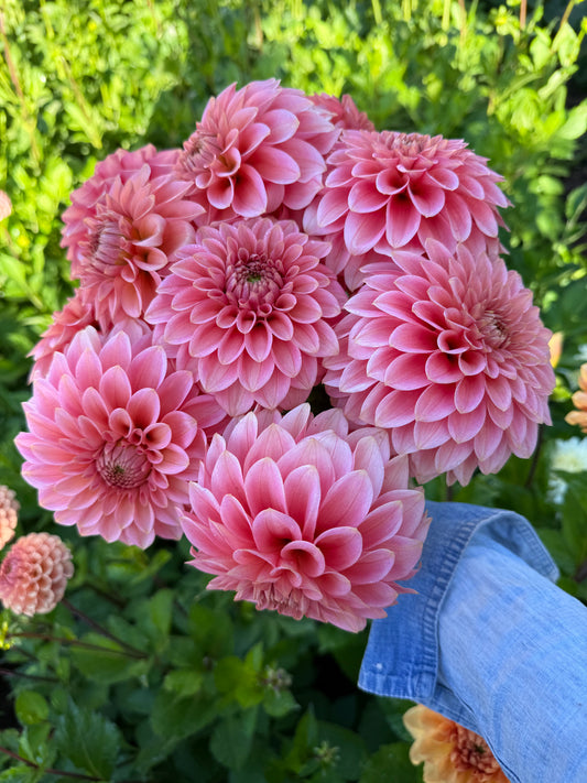 KA's® Guava