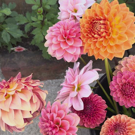 Mixed Florist's Bucket Grower's Choice